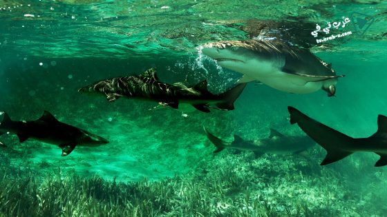 فيلم Shark Gangs 2021 مترجم