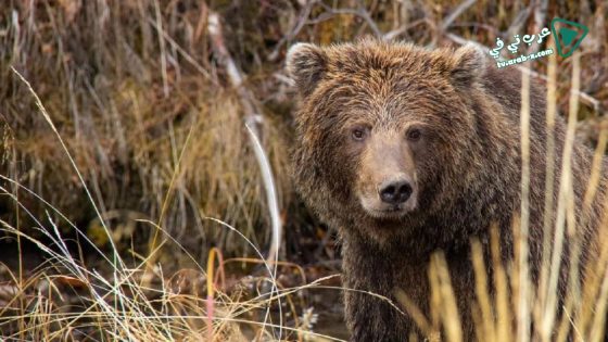 فيلم Yukons Wild Grizzlies 2021 مترجم